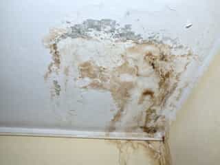 aspergillus mold on ceiling