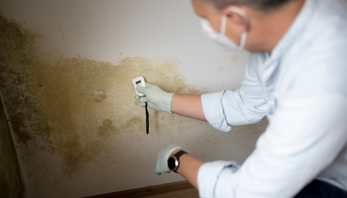 mold professional checking mold damage