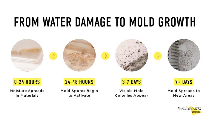 from water damage to mold growth
