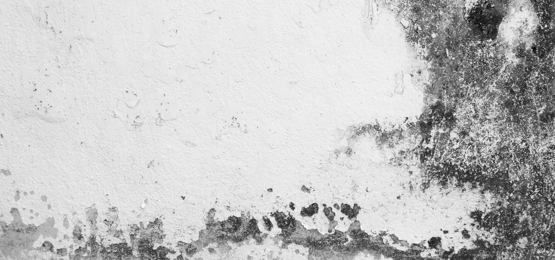 Wall covered with mold